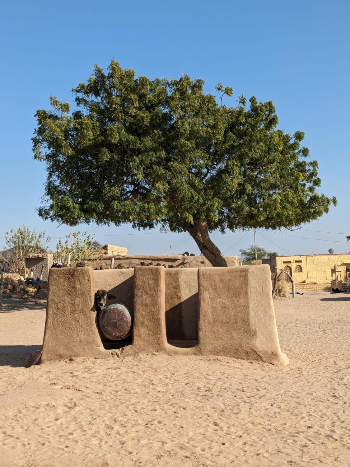 Marigold Homestay Jaisalmer Luaran gambar