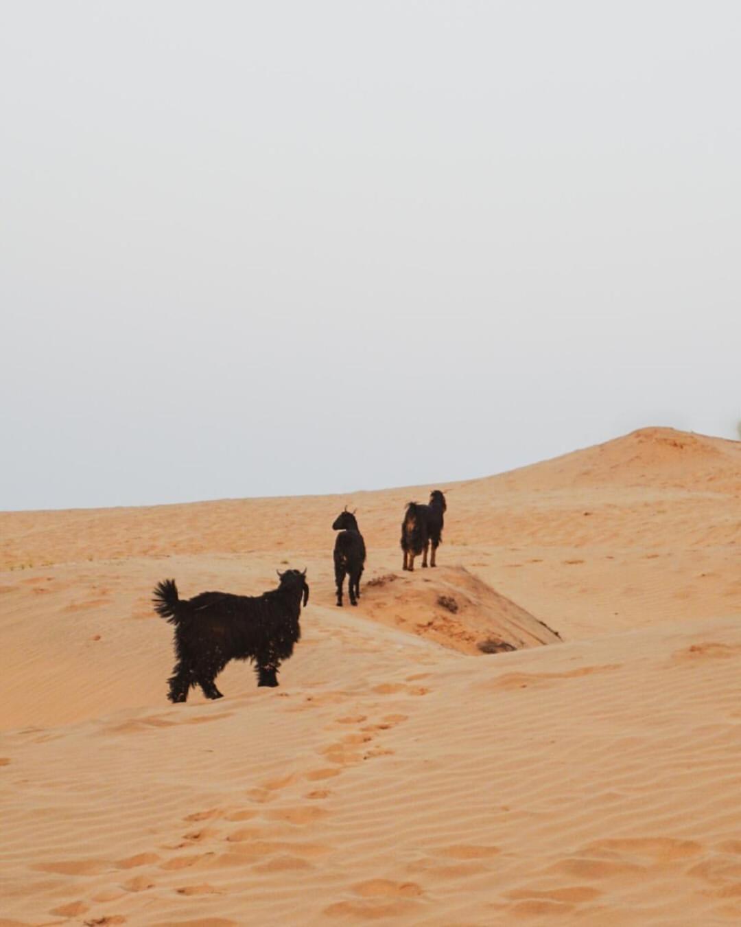 Marigold Homestay Jaisalmer Luaran gambar